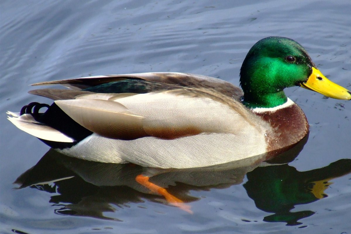 Утка на белом фоне