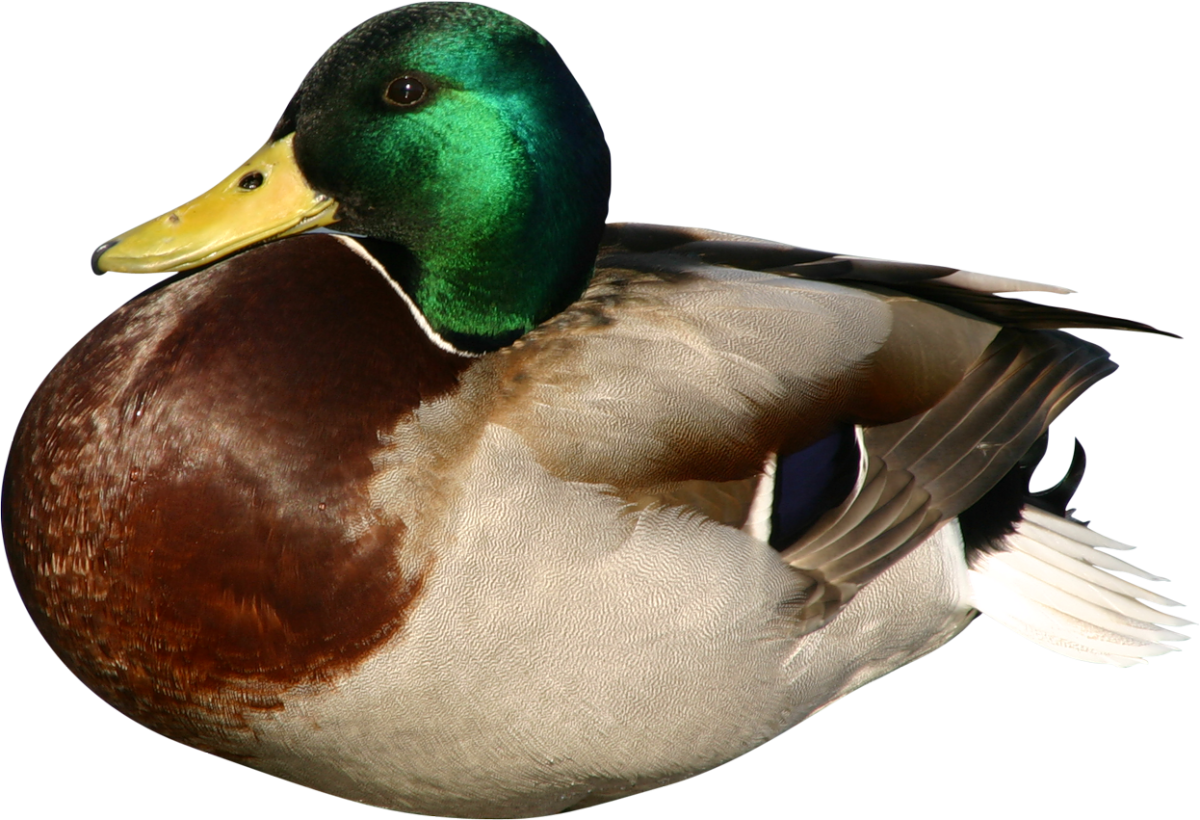 Мультяшная утка на воде