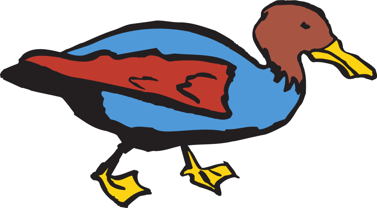 Утка кряква на белом фоне