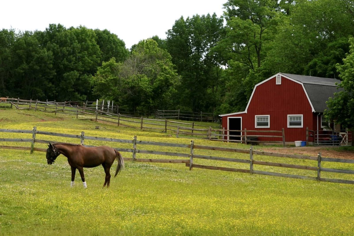 Конная ферма «лошади Дзержинский»