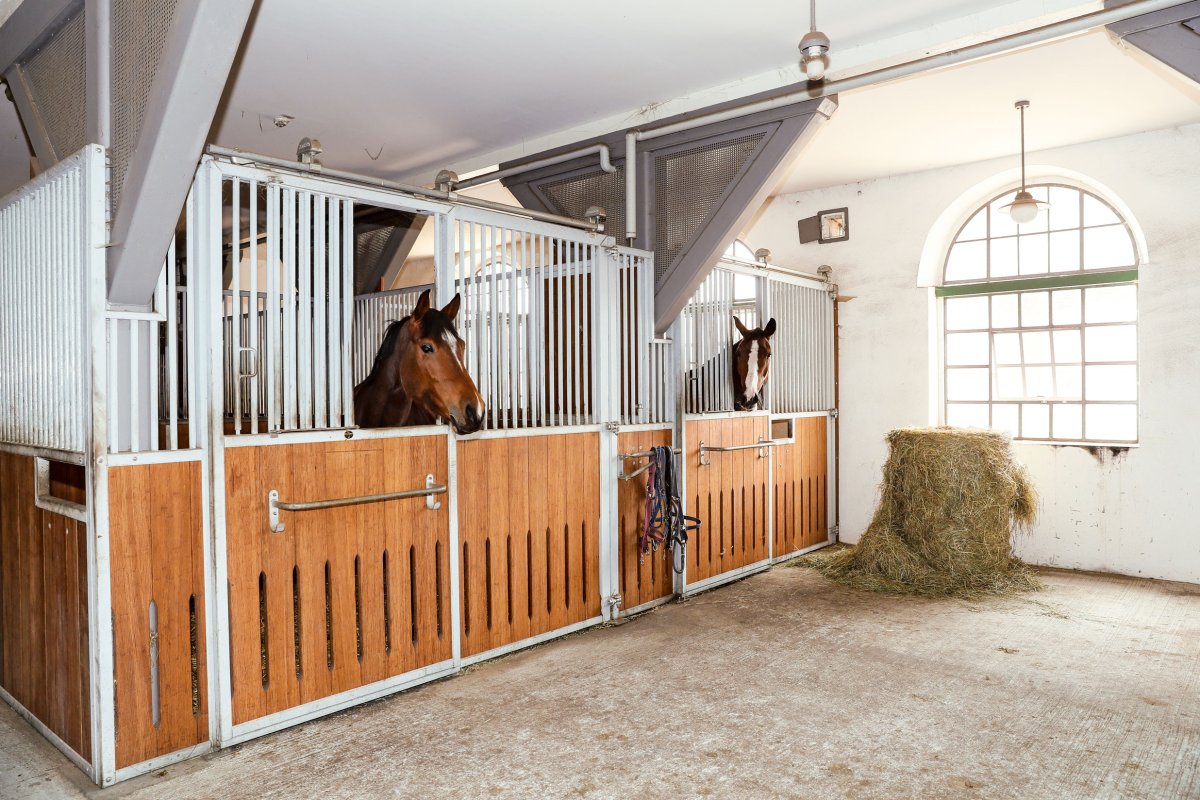 Конюшни Ирландии