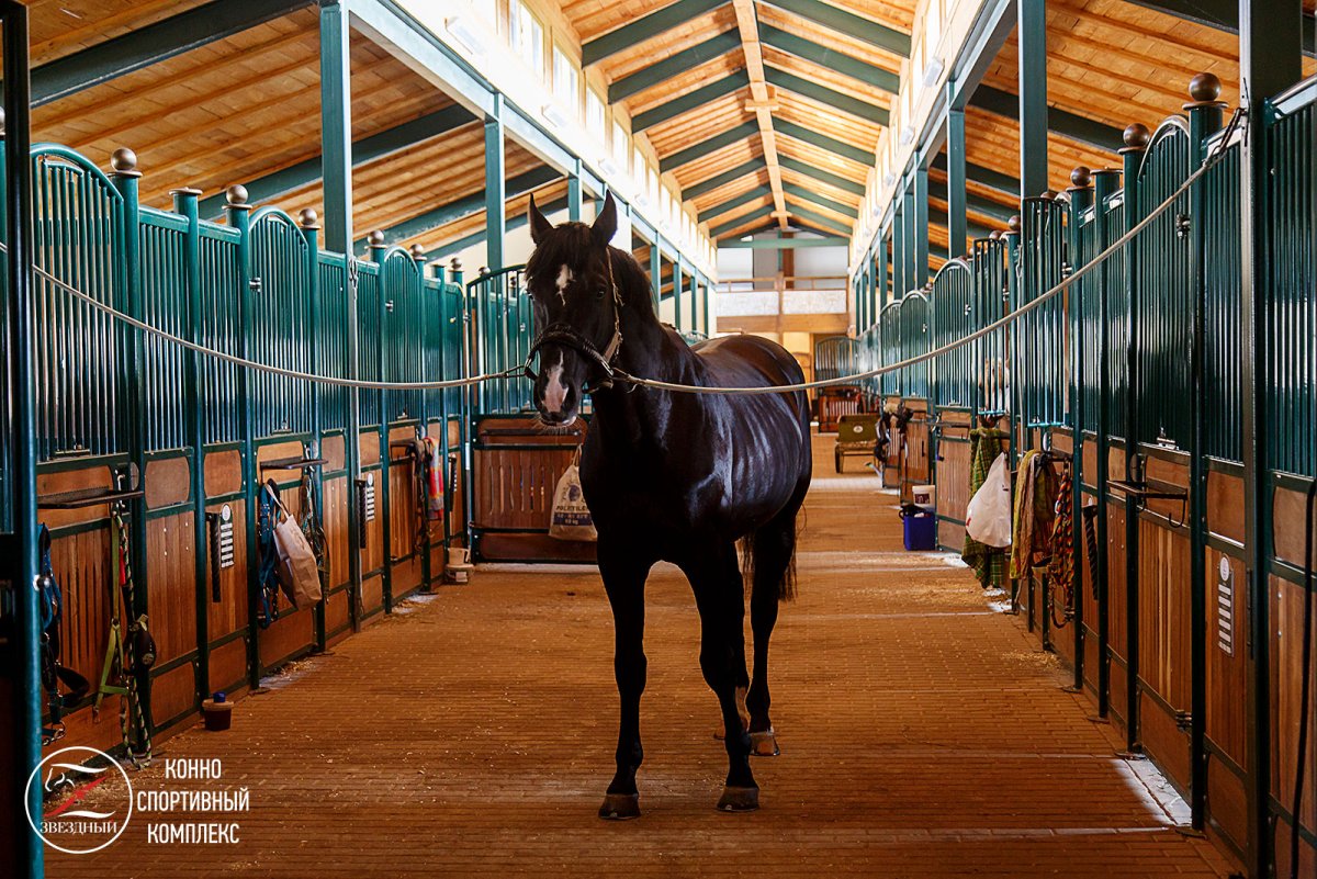 КСК Звездный Московская область