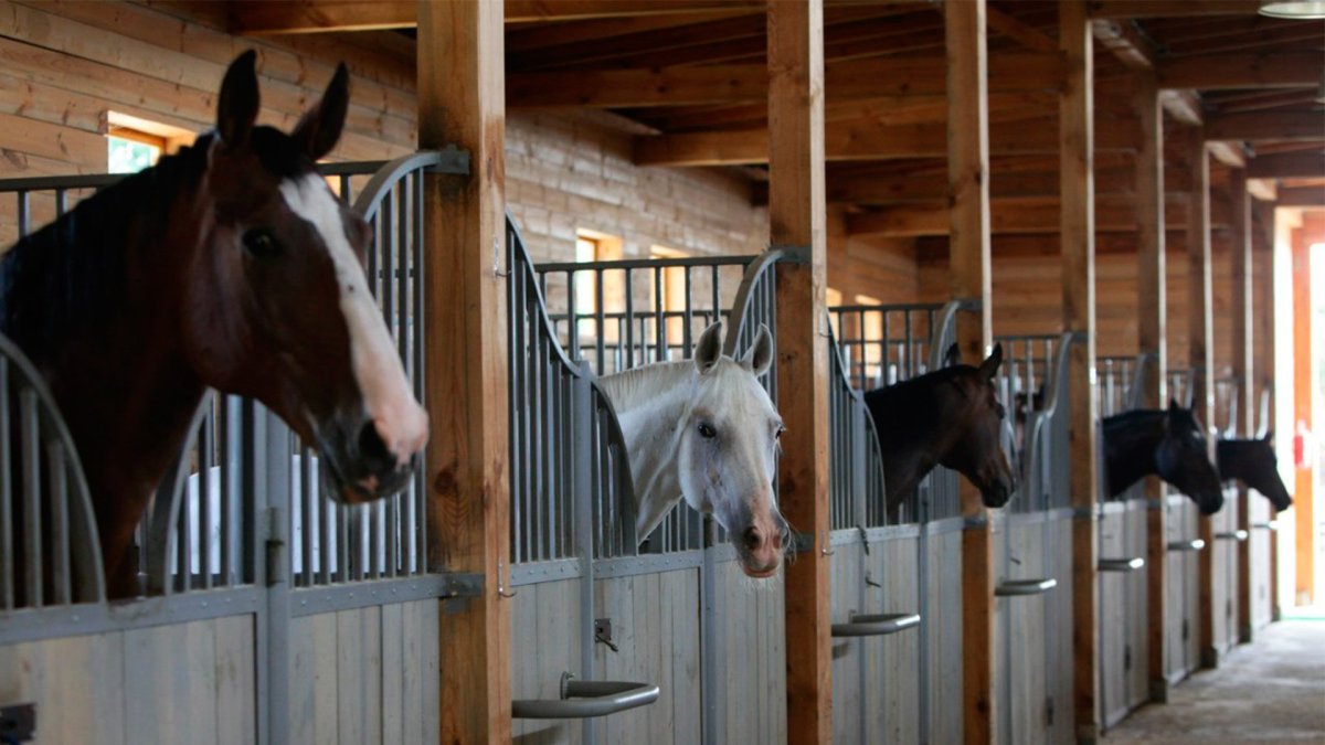 Ферма Экзархо лошади