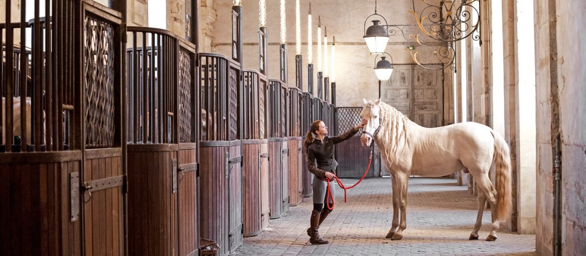 Конюшня в Дубае