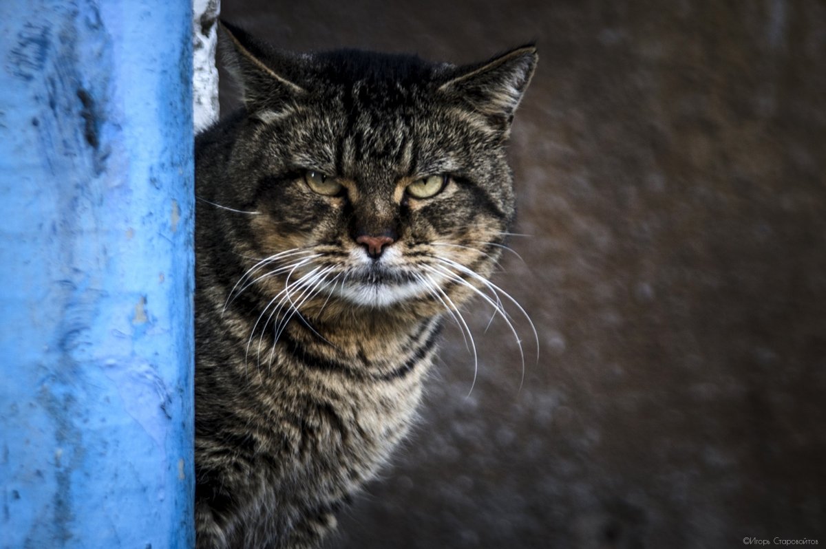Фото обиженных котиков