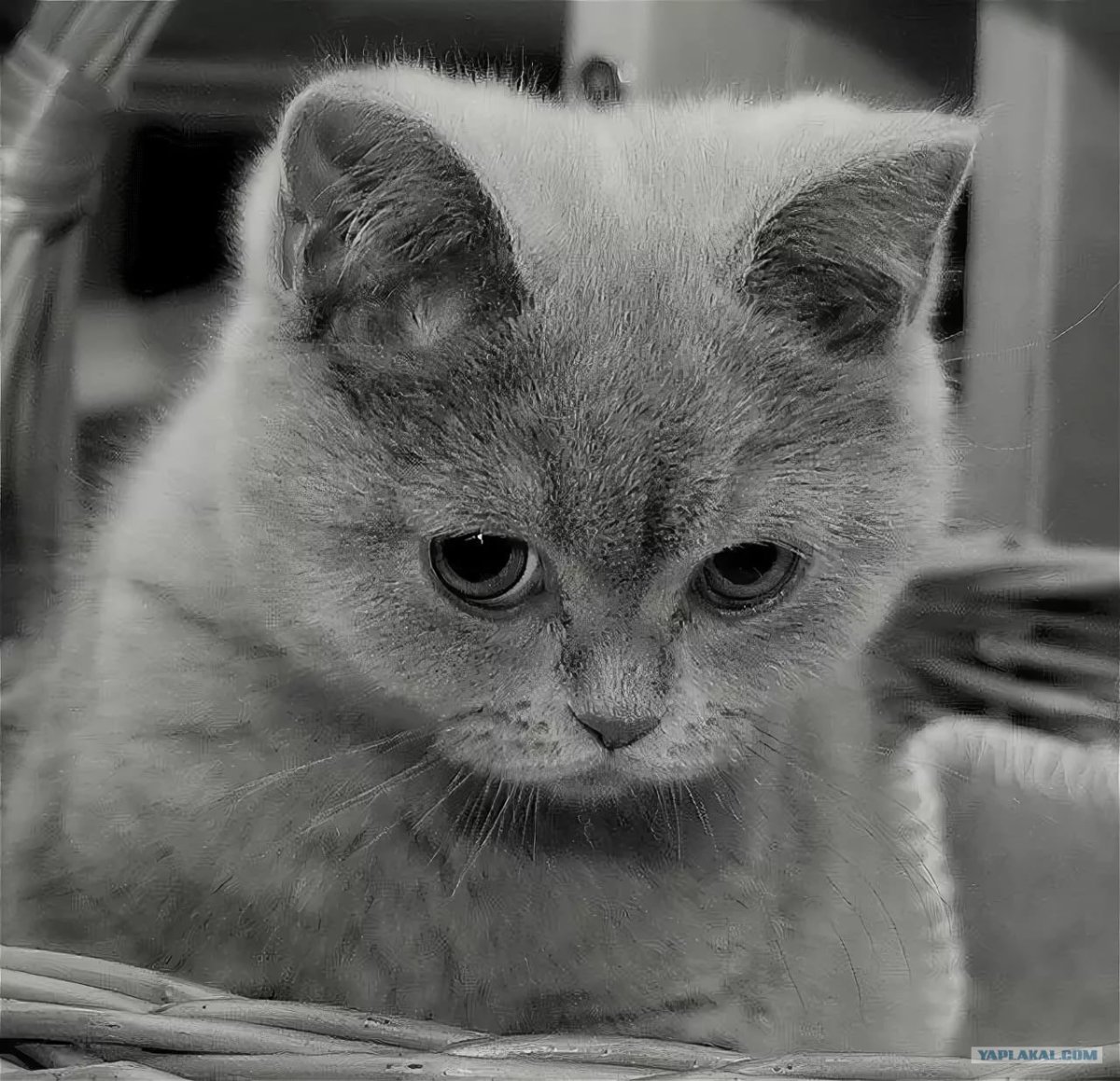 Грустный котик