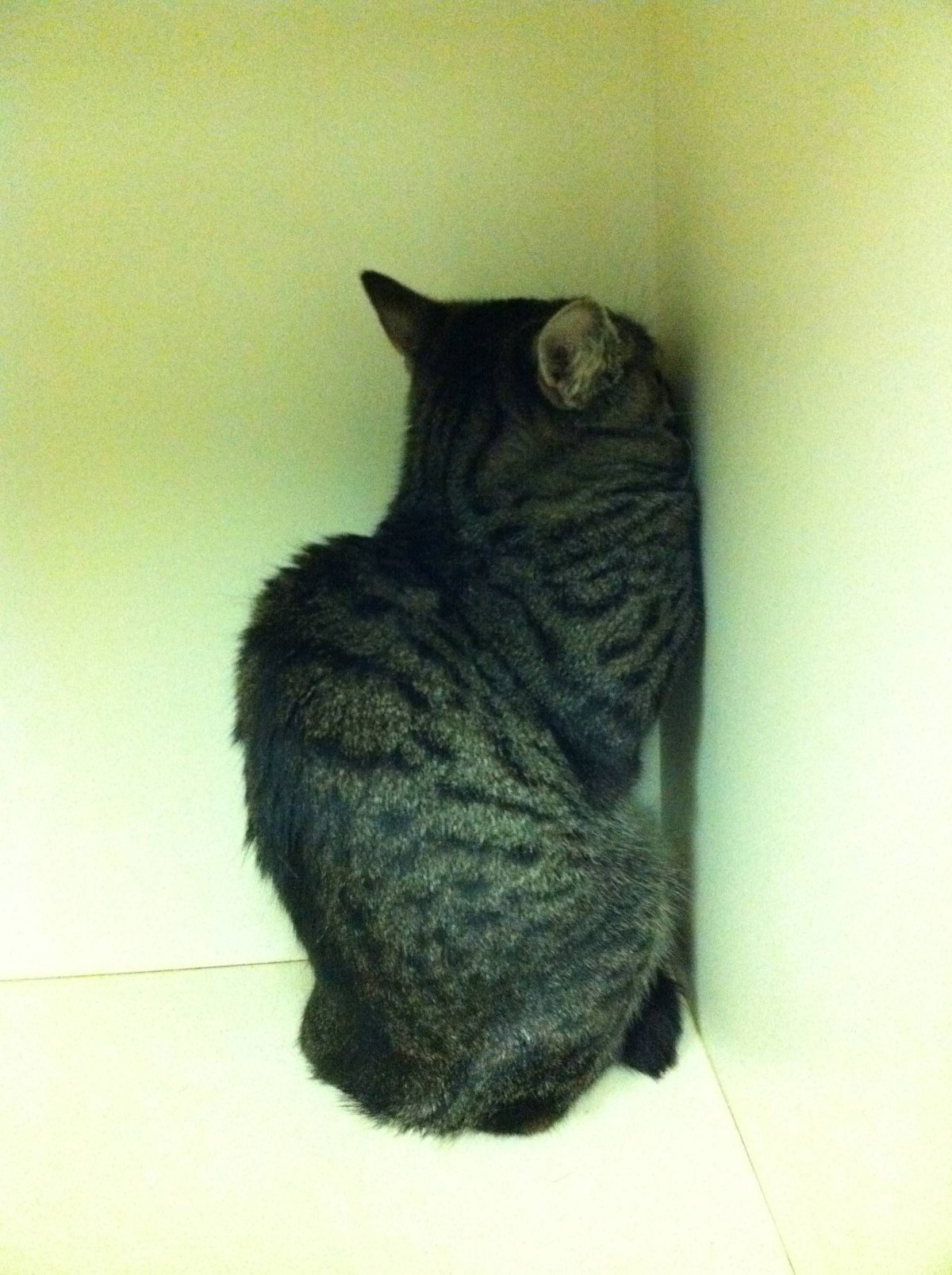 Котенок в углу