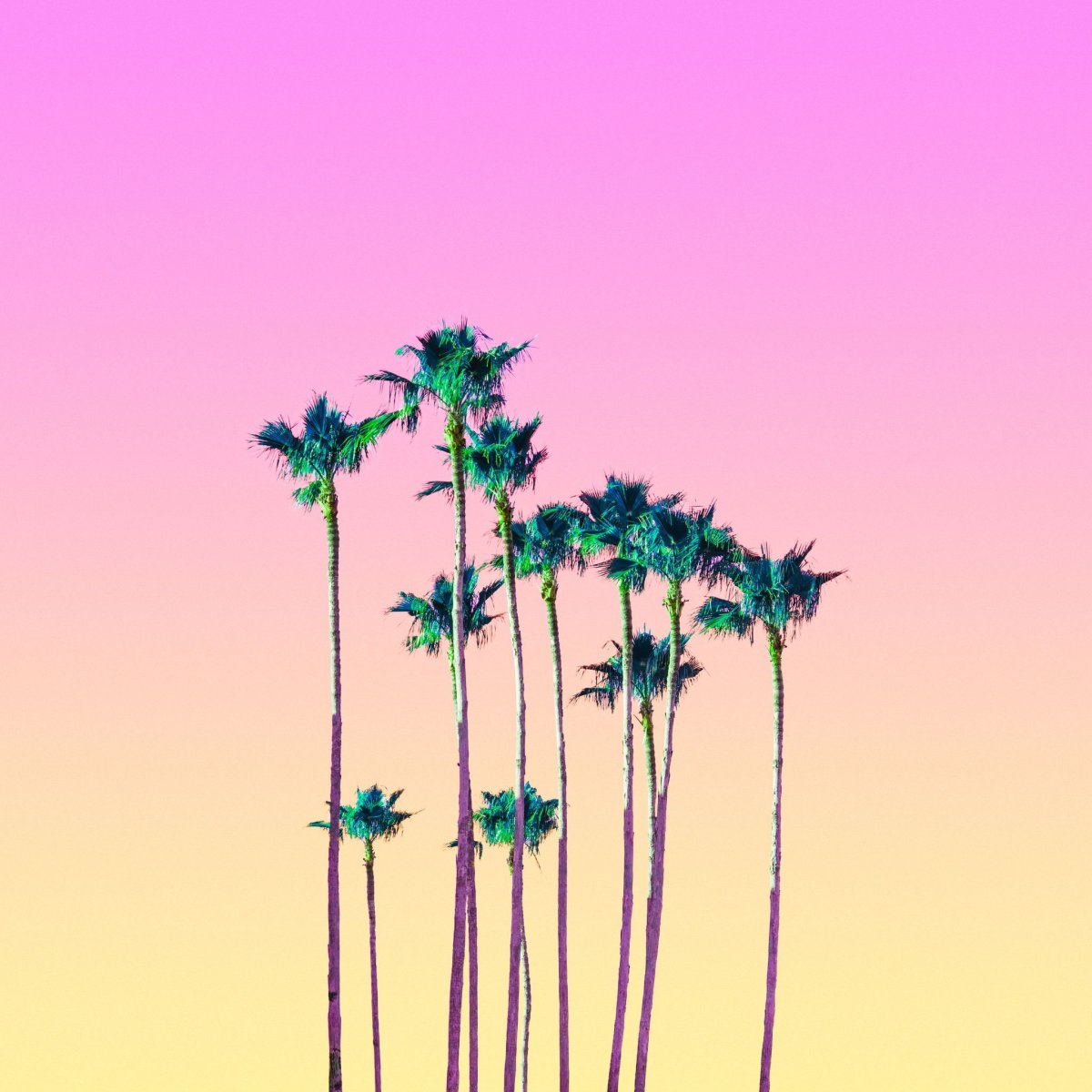 Пальма Минимализм