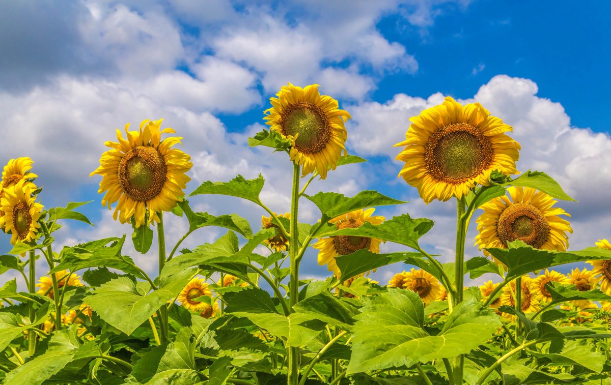 Солнечный великан подсолнух