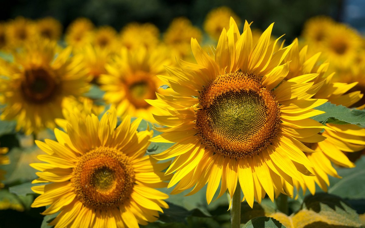 НТПО подсолнух