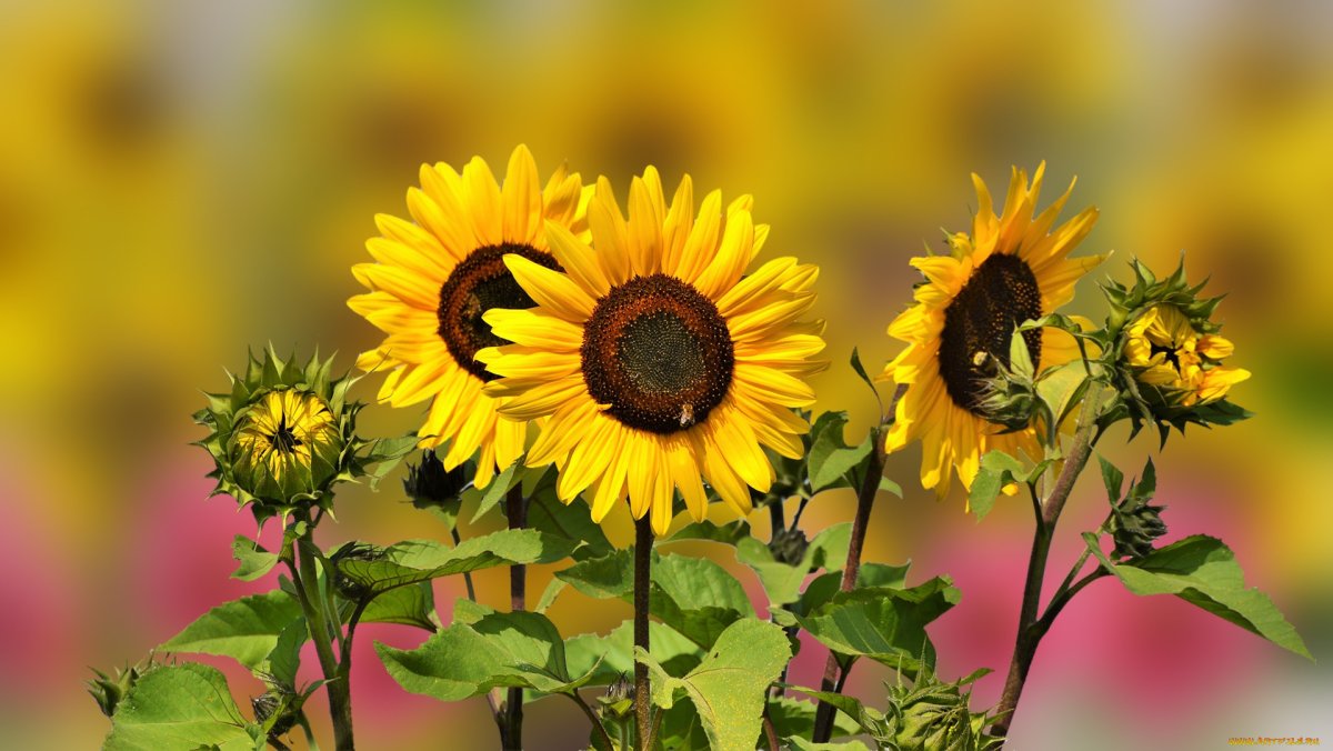 Нераскрывшийся подсолнух