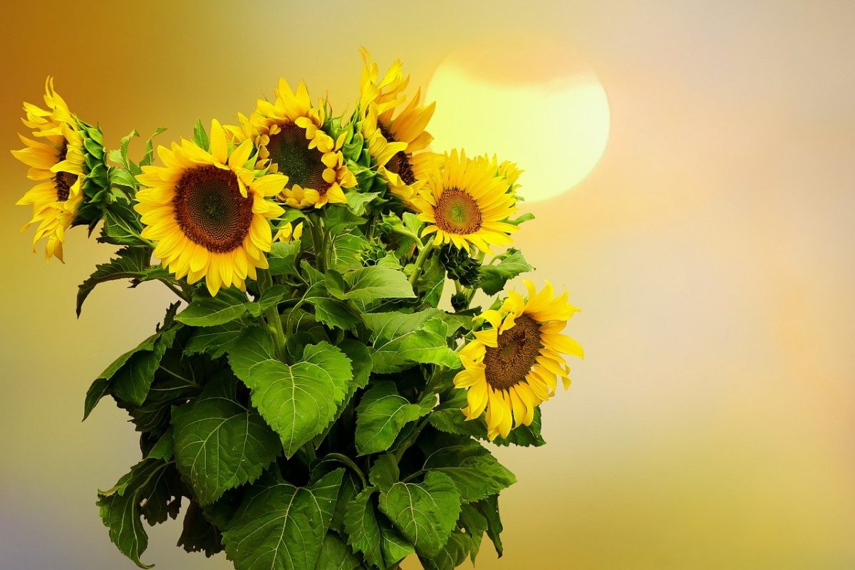 Подсолнухи в вазе