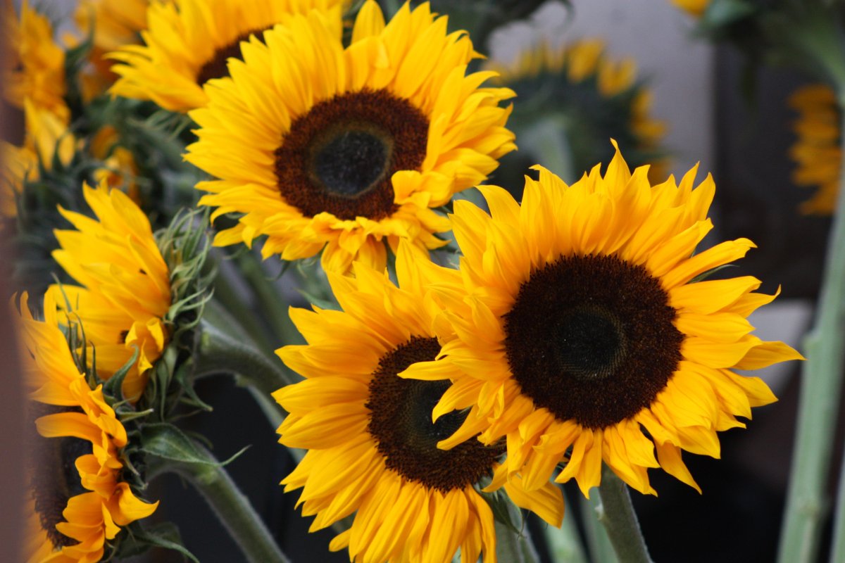Красивые Подсолнухи