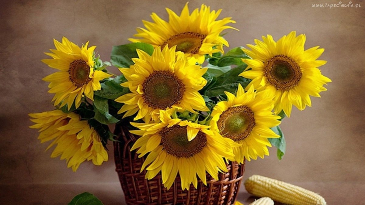 Лето Подсолнухи