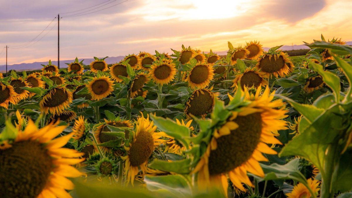 Подсолнух Солнечный цветок