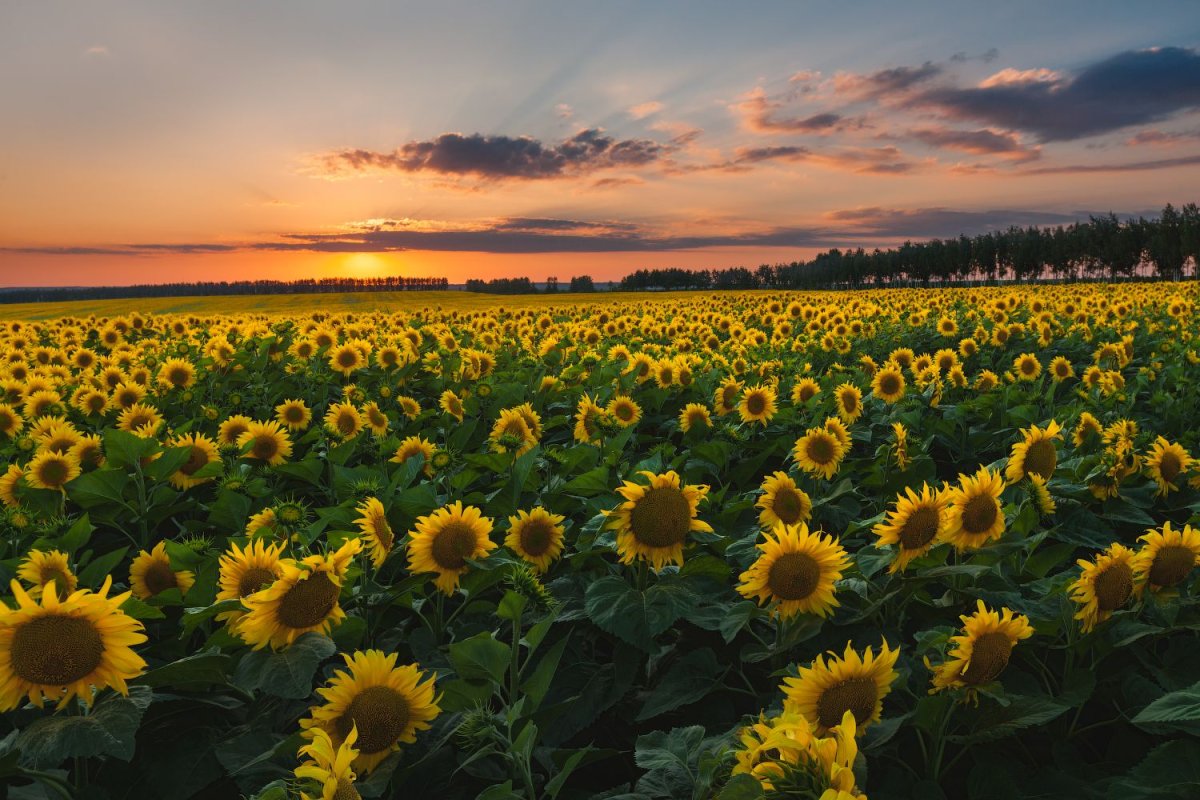 Разноцветный подсолнух