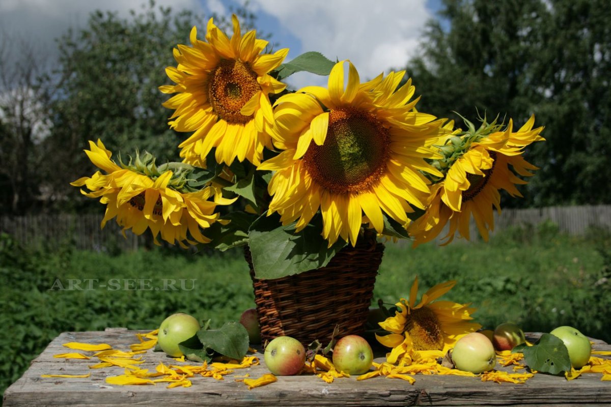Красивые цветы Подсолнухи