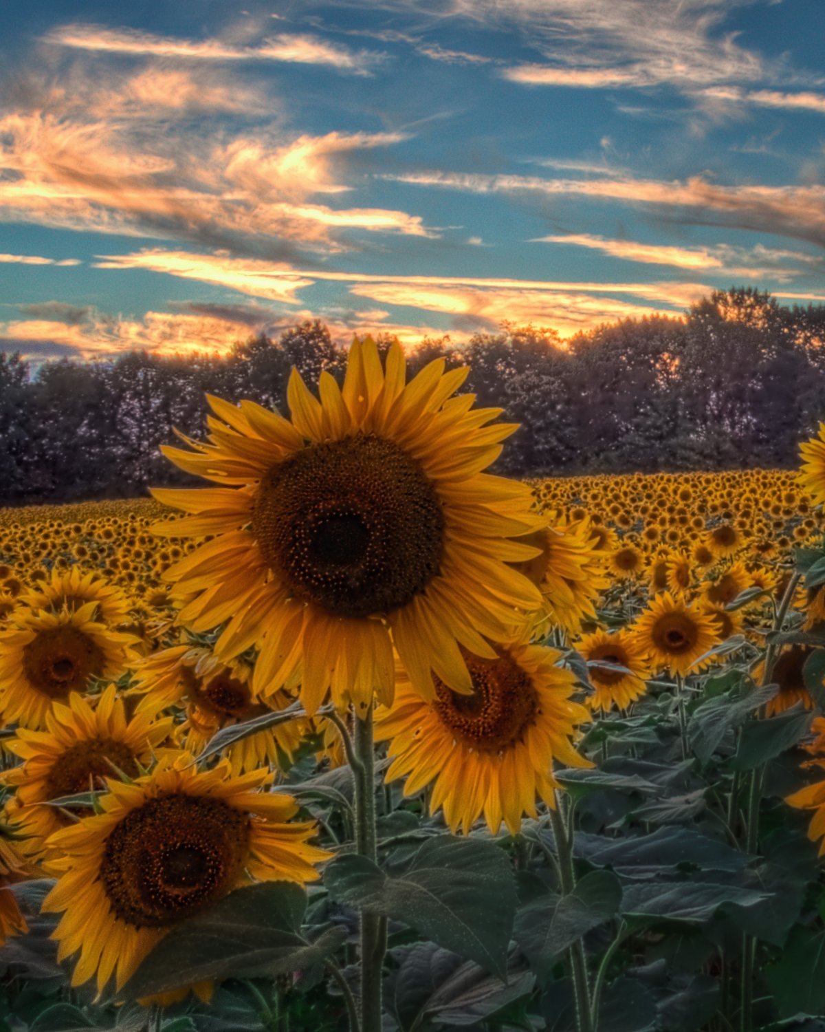 Гелиантус Винсент