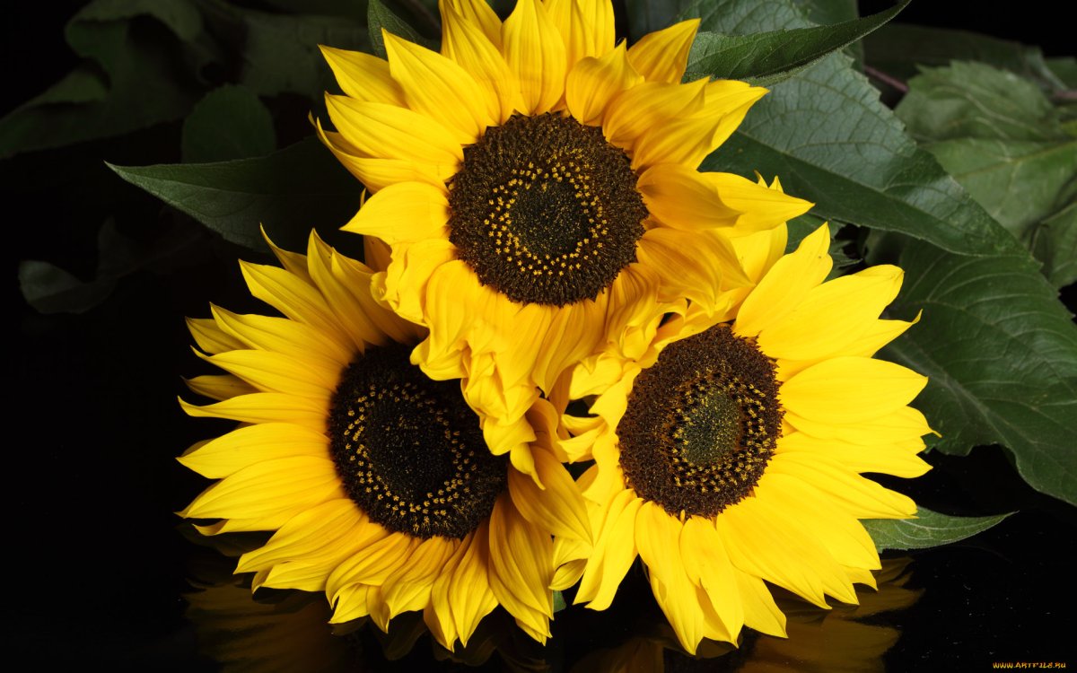 Полевые Подсолнухи