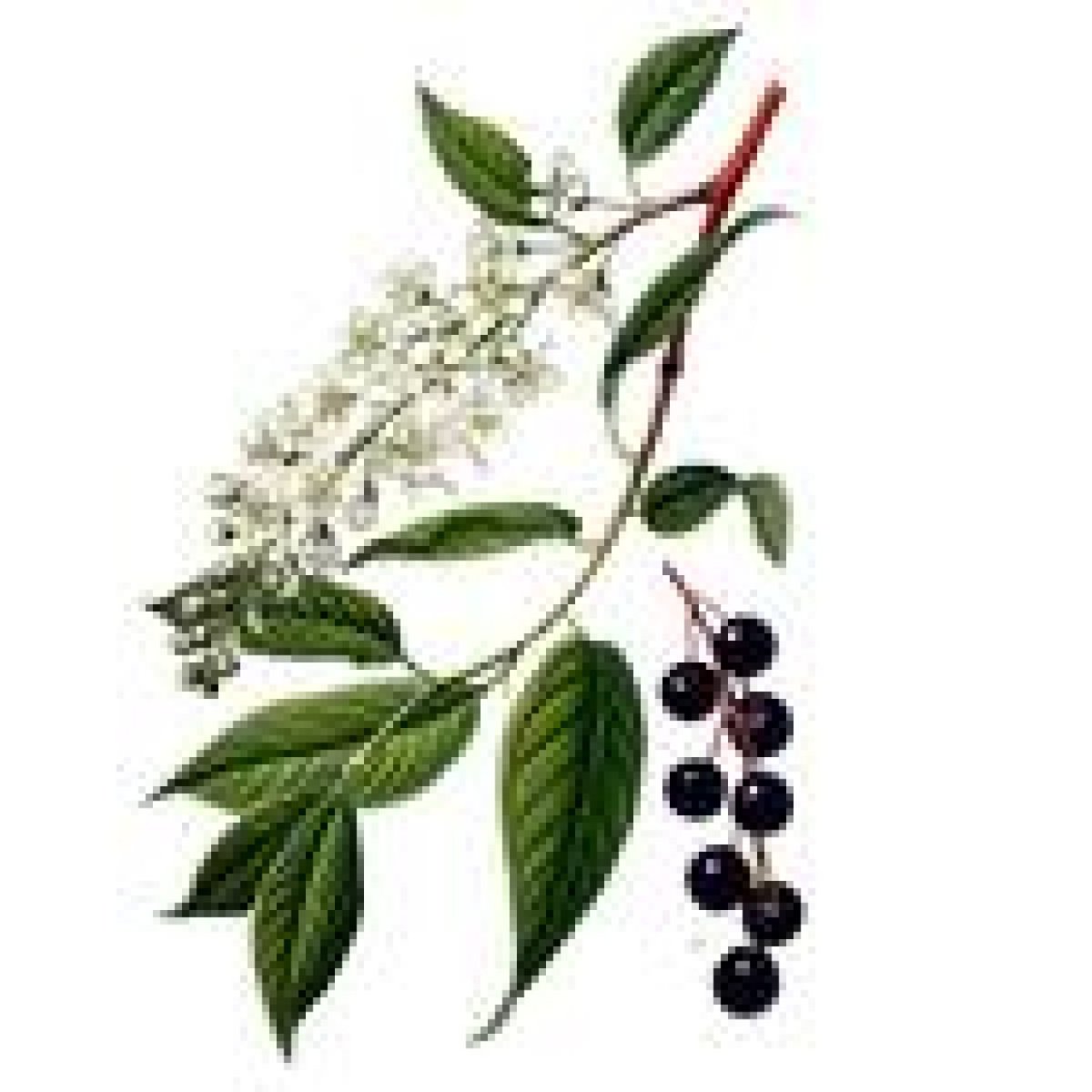 Черемуха вектор