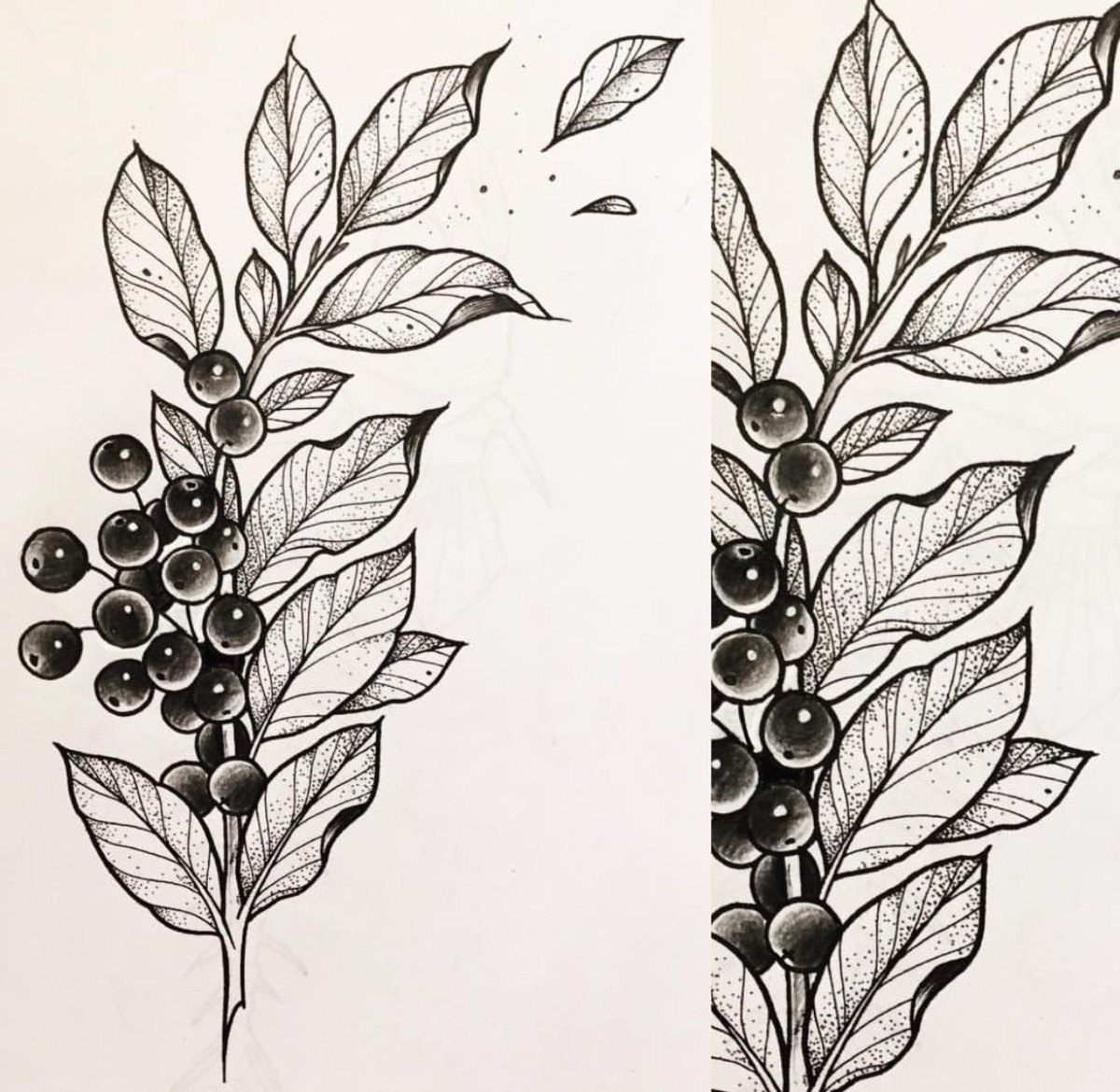 Черёмуха фото дерева и листьев