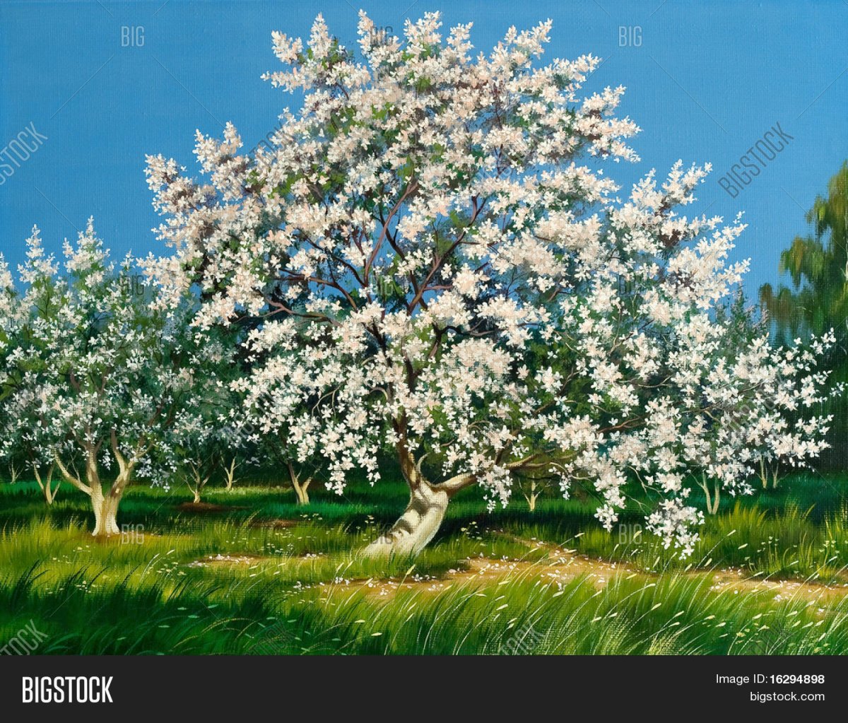 Цветущая черемуха акварель