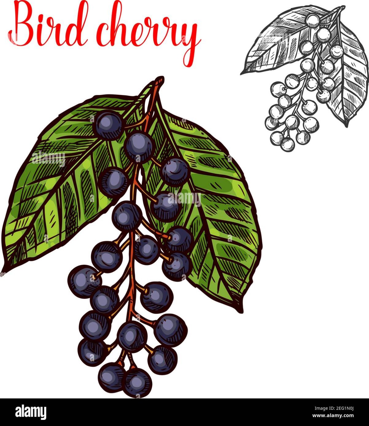 Раскраска черемуха душистая для детей