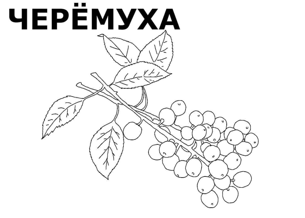 Черемухи обыкновенных плоды рисунок