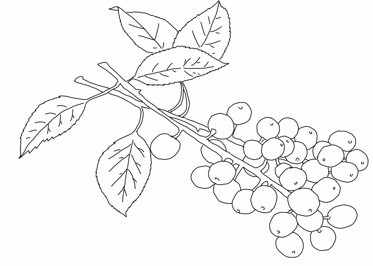 Цветки черемухи для вырезания