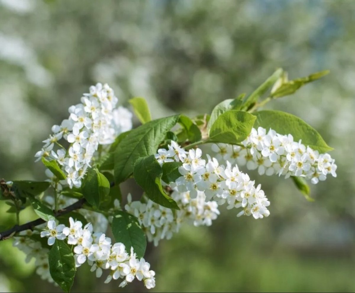 Рамка для текста черемуха
