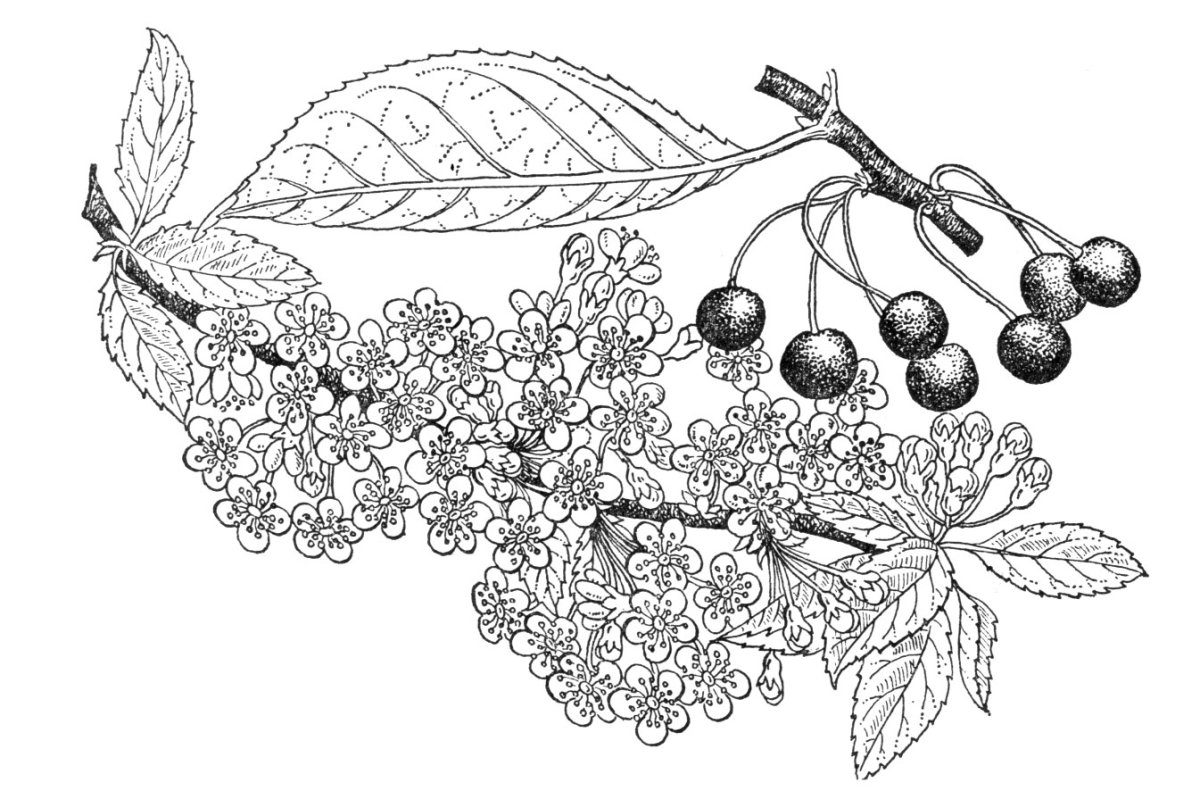 Черемуха плоды на белом фоне