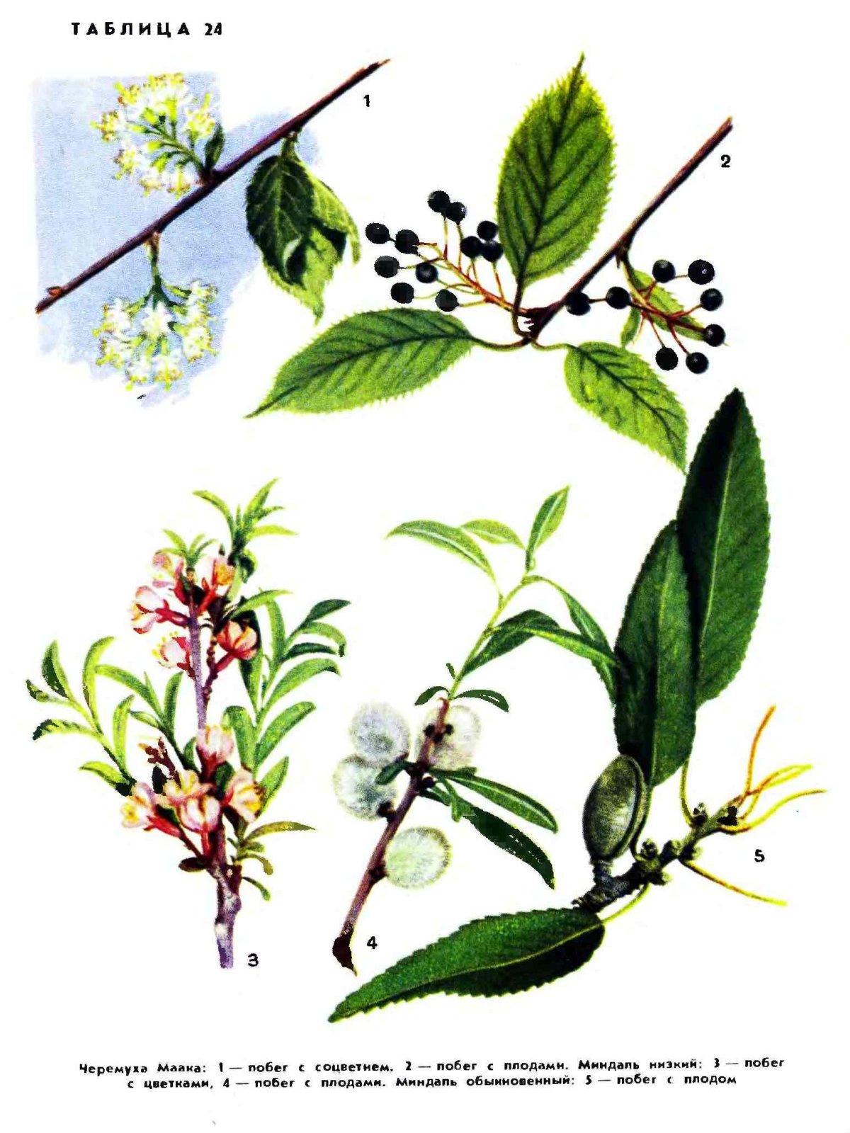 Ягоды эскиз