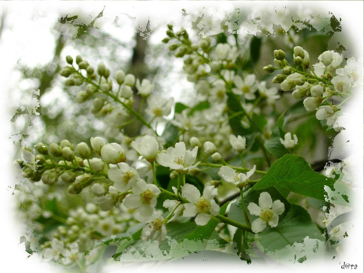 Черемуха дерево