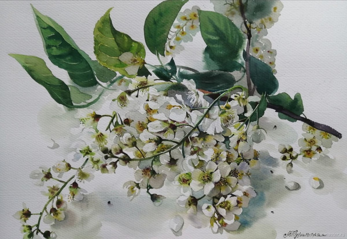 Черемуха обыкновенная ветка