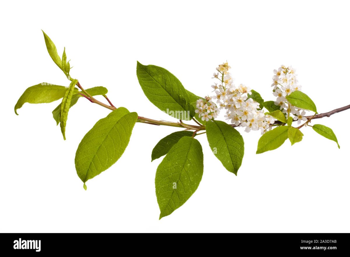 Черемуха Шпета