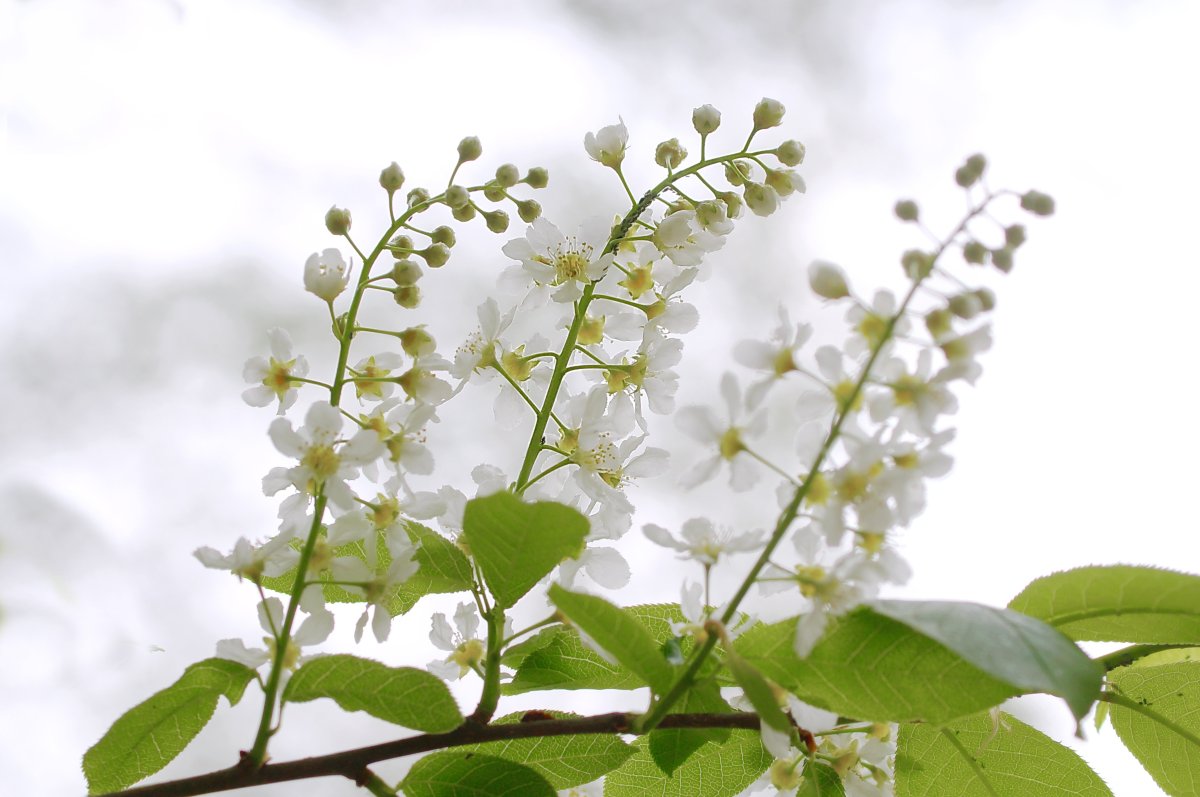 Весна дети черемуха