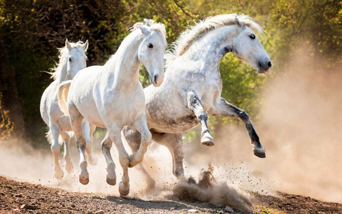 Любопытная лошадь