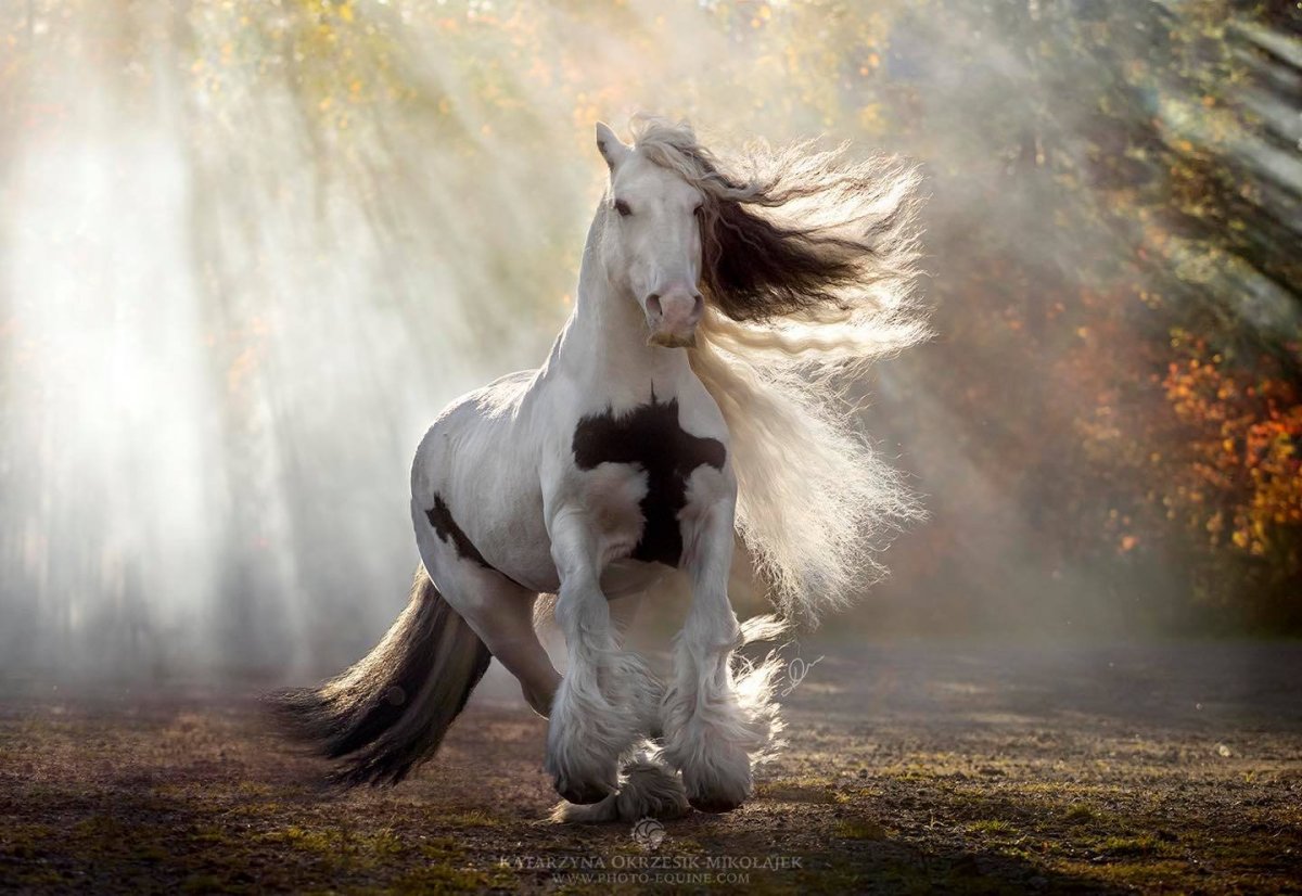 Картинки красивый сильный конь