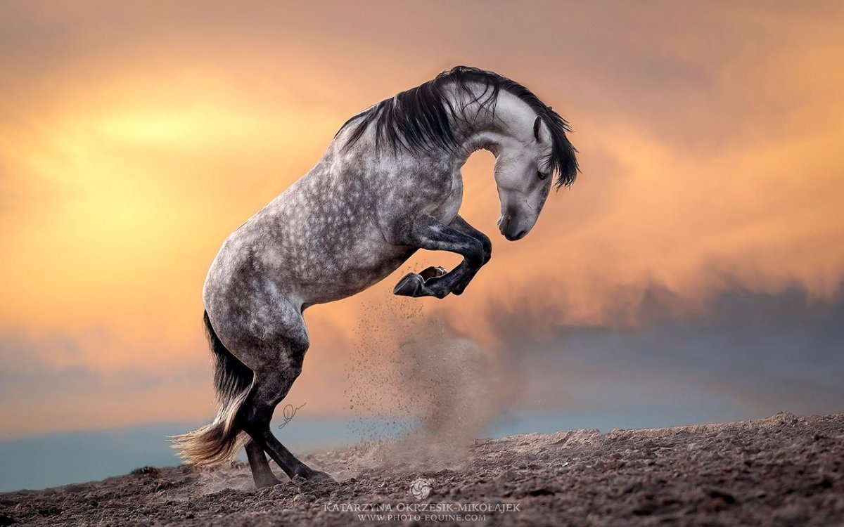 Мощная лошадь