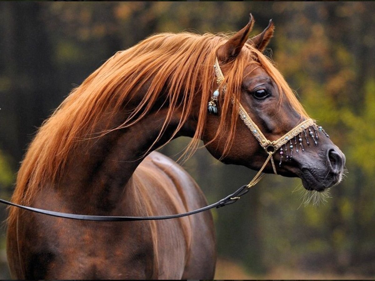 Лошади зимой