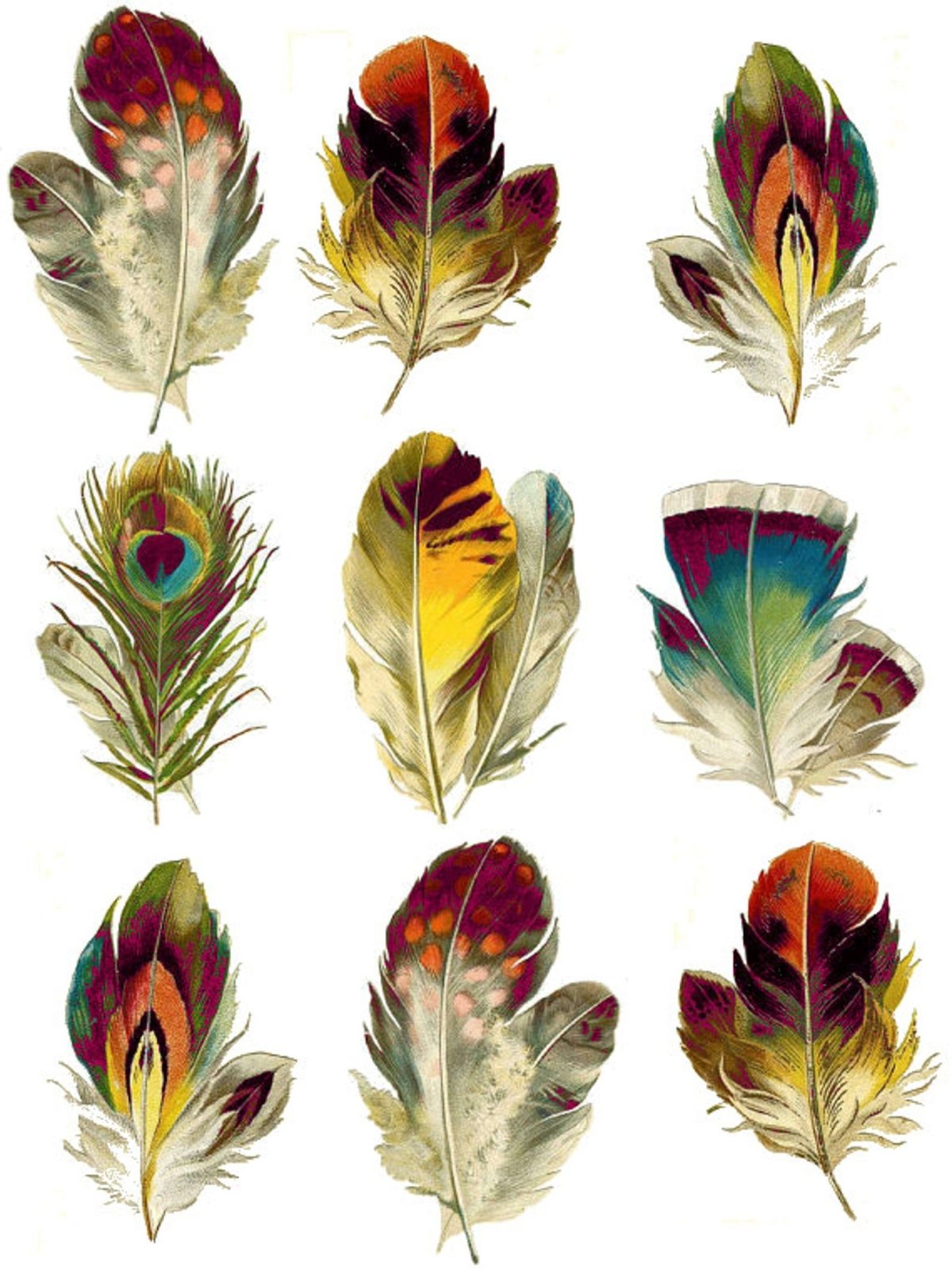 Перья разных птиц