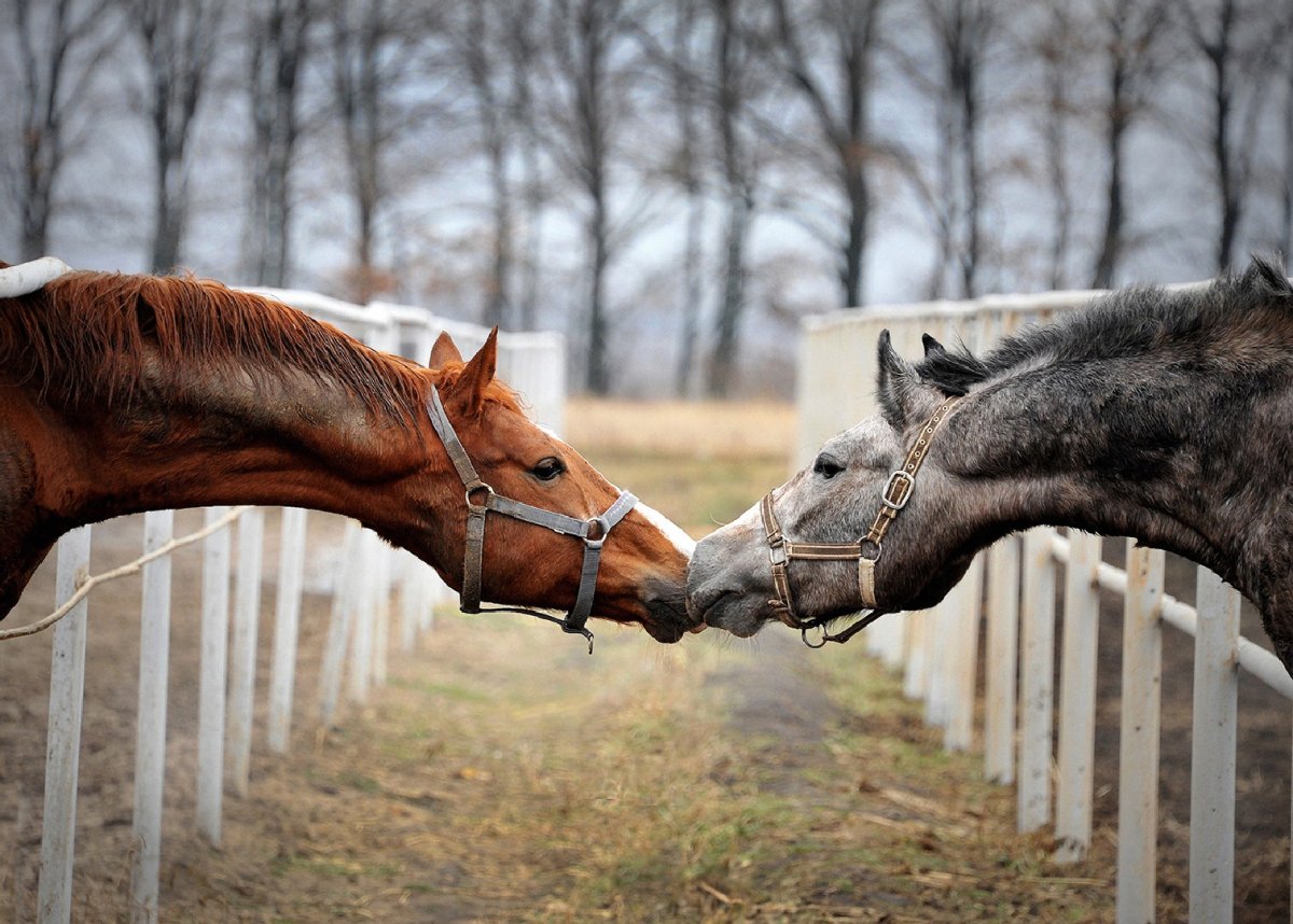 Красный конь