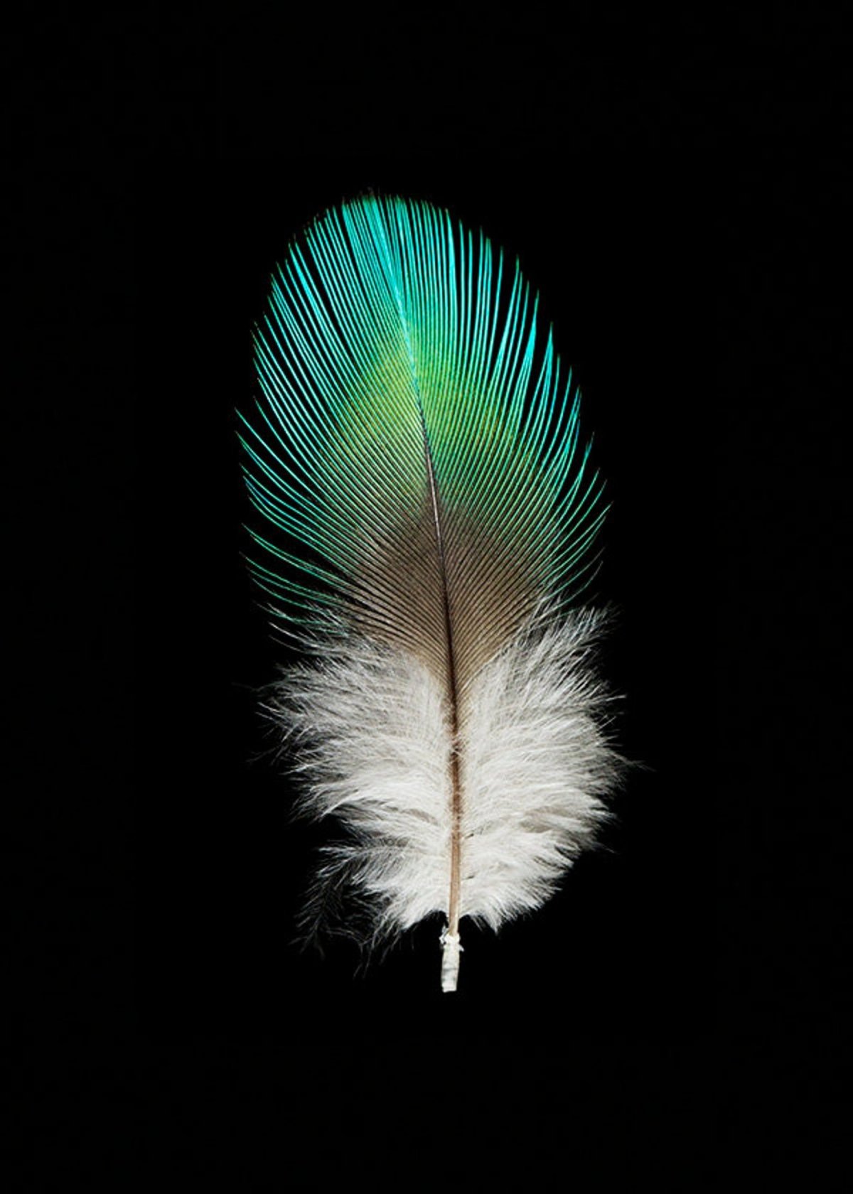 Красивые перья птиц