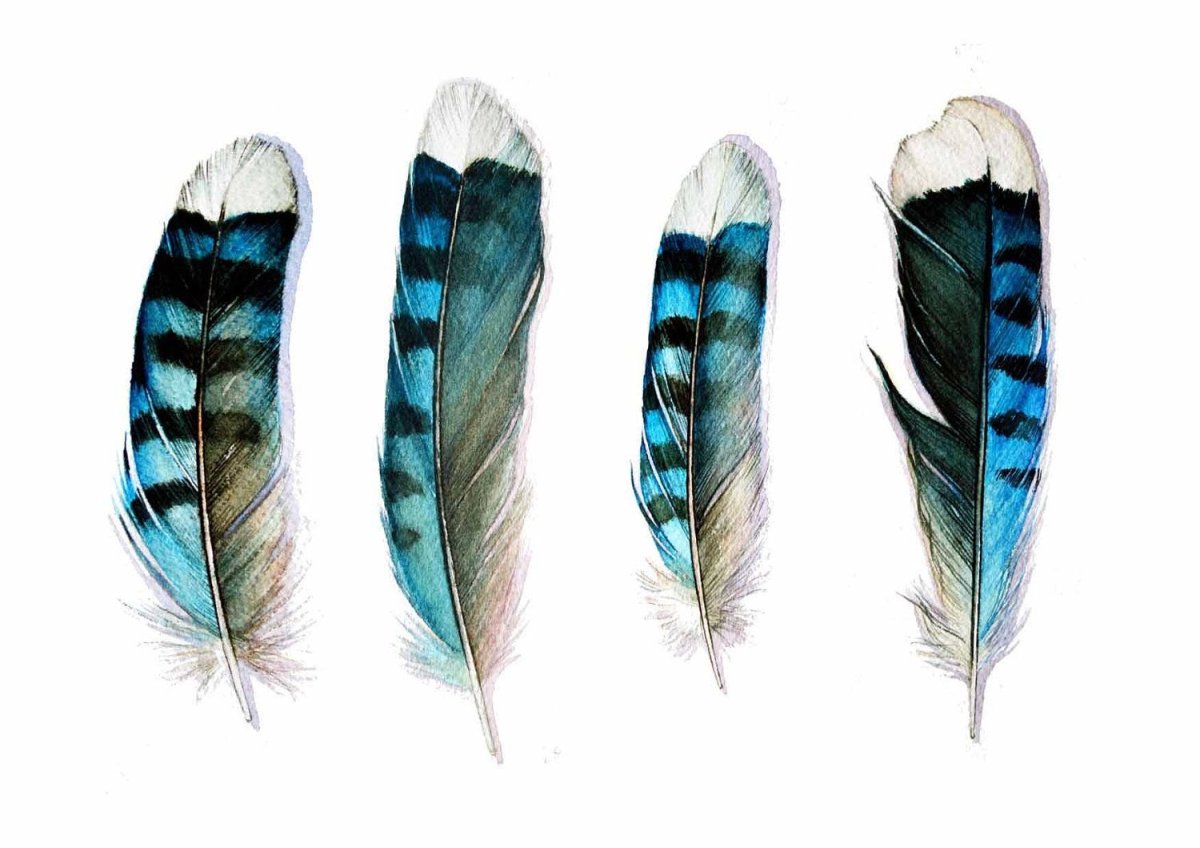 Перья птиц