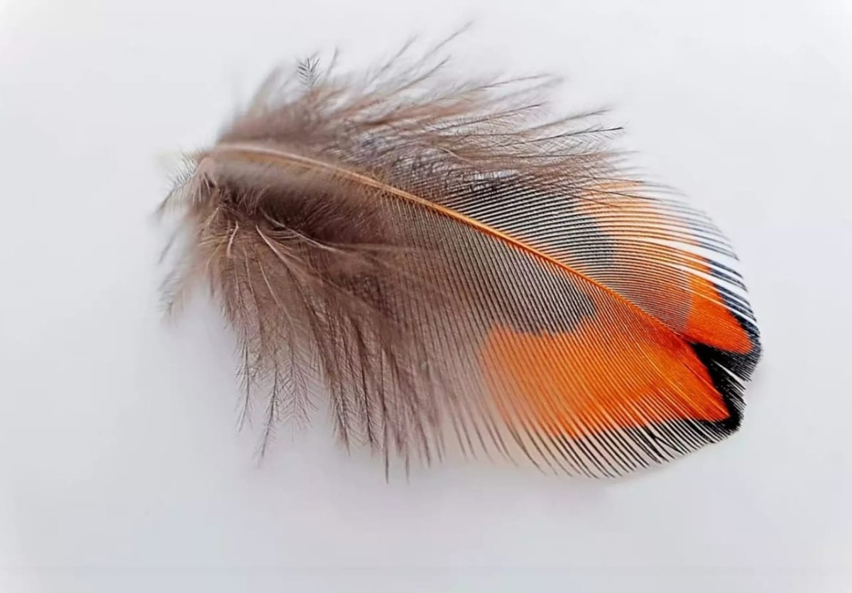 Перо на сером фоне