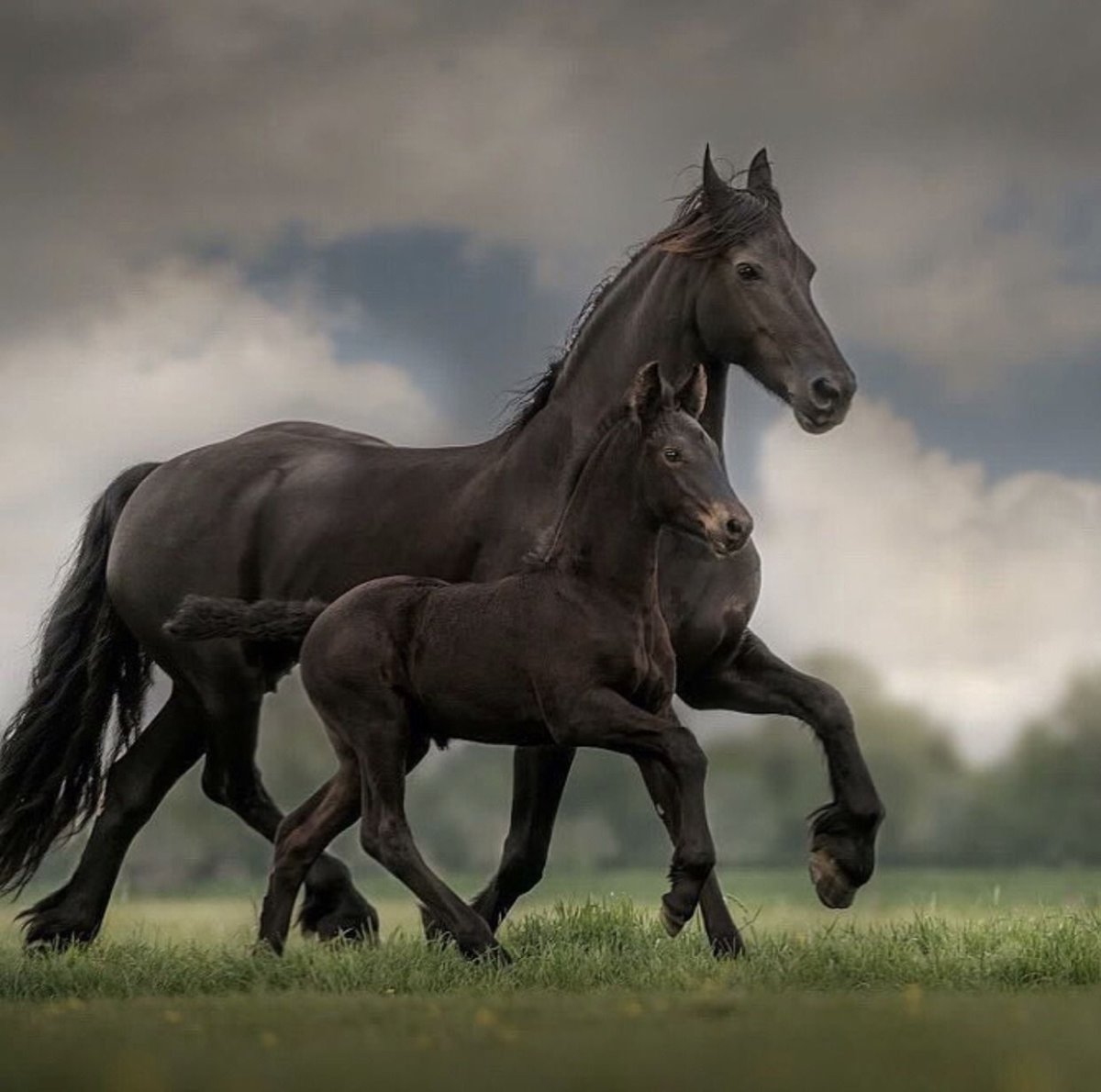 Семь белых лошадей