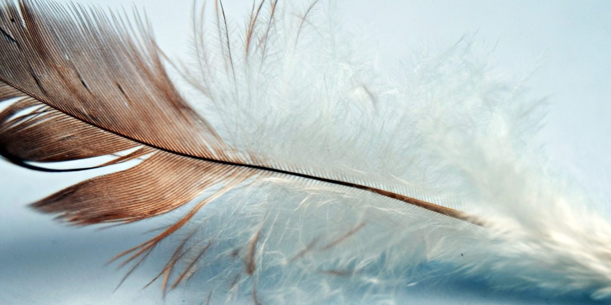 Перышко акварель