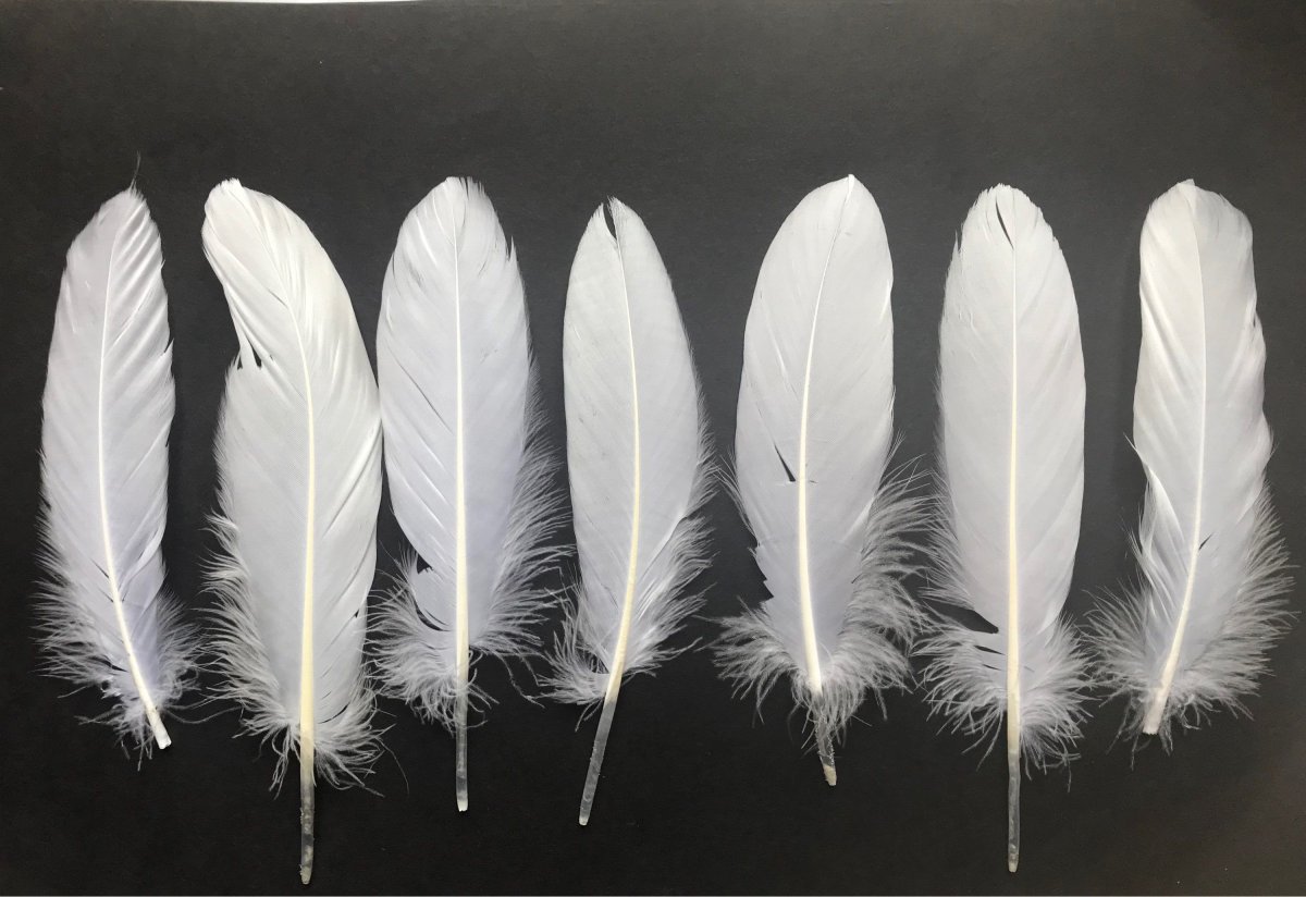 Перья птиц