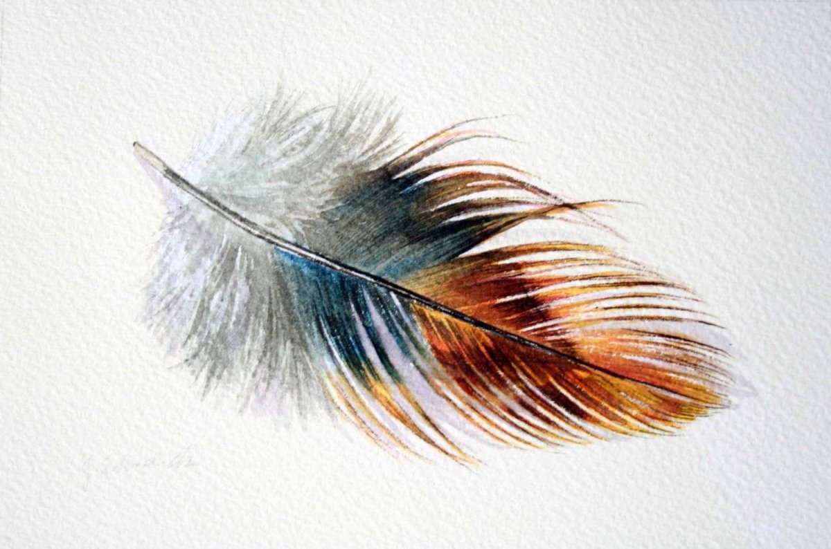 Перо сороки