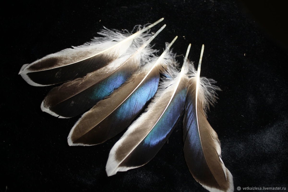 Акварельные перья